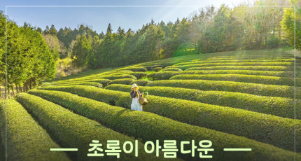 초록이 아름다운 전남 보성의 ‘여름 여행’